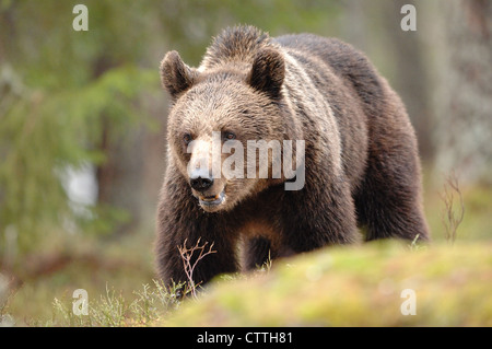 Europäischer Braunbär (Ursus arctos), der im Wald am Rande eines borealen Waldes, Karelien, Finnland, stainiert