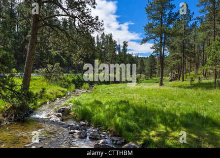 Stream bei Blue Bell-Picknick-Bereich neben der Route 87 im Custer State Park, Black Hills, South Dakota, USA Stockfoto