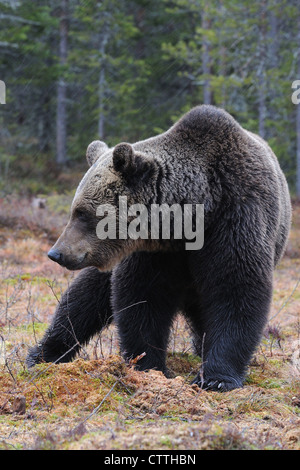 Porträt eines finnischen Braunbären, Karelien, Finnland Stockfoto
