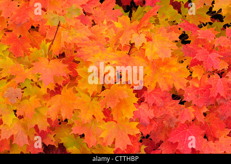 Red Maple (Acer rubrum), (Acer rubrum) Herbstlaub Elliot Lake, Ontario, Kanada Stockfoto