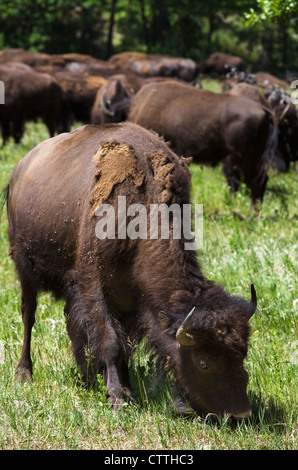 Herde von Bison auf Wildlife Loop Road im Custer State Park, Black Hills, South Dakota, USA Stockfoto