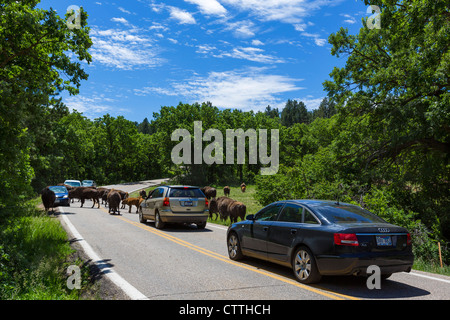 Herde von Bison auf Wildlife Loop Road im Custer State Park, Black Hills, South Dakota, USA Stockfoto