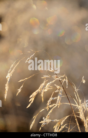 Tufted Hair Grass (Deschampsia cespitosa) with frost Greater Sudbury, Ontario, Canada Stockfoto