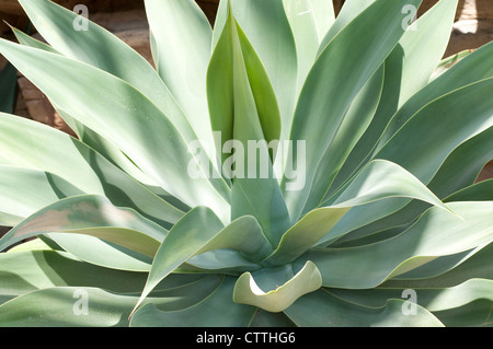 Agave Attenuata Pflanze Stockfoto