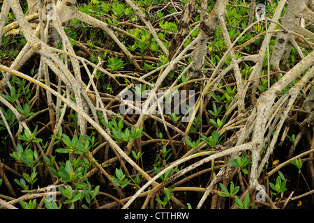 Rote Mangroven (Rhizophora Mangle) stammt und Wurzeln, Ding Darling NWR, Sanibel Island, Florida, USA Stockfoto