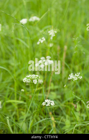 Pignut, Conopodium majus Stockfoto