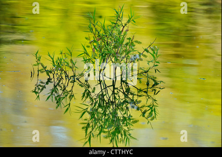 Weide (Salix spp.) Blätter im Teich, Audubon Rookery, Venice, Florida, USA Stockfoto