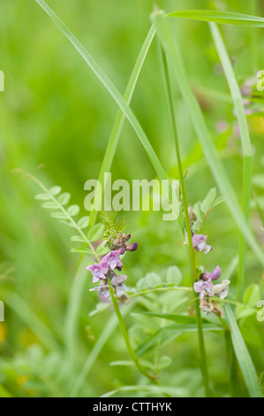 Bush Wicke, Vicia Sepium, in Blüte Stockfoto