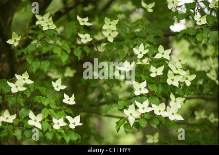 Kousa Hartriegel, Cornus Kousa, in Blüte Stockfoto