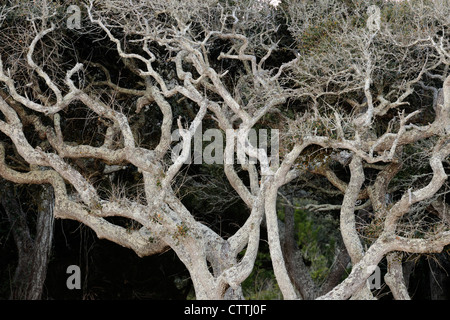 Eichen (Quercus Virginiana) Trunks und Gliedmaßen geformt durch Wind, Anastasia State Park, St. Augustine, Florida, USA Stockfoto