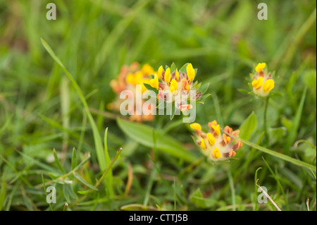 Niere Wicke, Anthyllis vulneraria Stockfoto