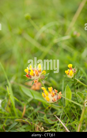 Niere Wicke, Anthyllis vulneraria Stockfoto