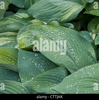 Die Blätter des blauen Hosta Pflanze (Pyrenees-Atlantiques) Nahaufnahme mit Regentropfen Stockfoto