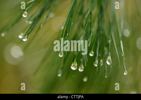 Östliche weiße Kiefer (Pinus Strobus) Nadeln mit Regentropfen, Greater Sudbury, Ontario, Kanada Stockfoto