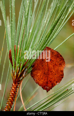 Rote Kiefer (Pinus Resinosa) mit gefallenen Laub-, größere Sudbury, Ontario, Kanada Stockfoto