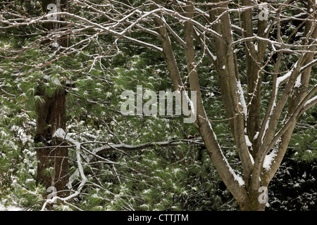 Östliche weiße Kiefer (Pinus Strobus) und Eberesche (Sorbus spp.) Greater Sudbury, Ontario, Kanada Stockfoto