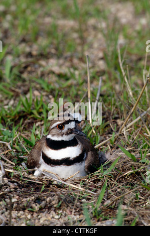 KILLDEER (CHARADRIUS VOCIDERUS) SITZEN AUF NEST Stockfoto