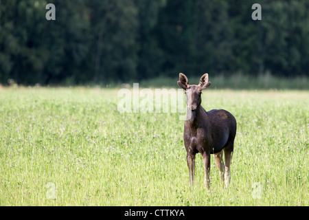 Eine wilde Elche grasen in einer Wiese Stockfoto