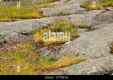 Wilden Schnittlauch (Allium Schoenoprasum) Blüte im Felsen, Kingston Mühlen, Ontario, Kanada Stockfoto