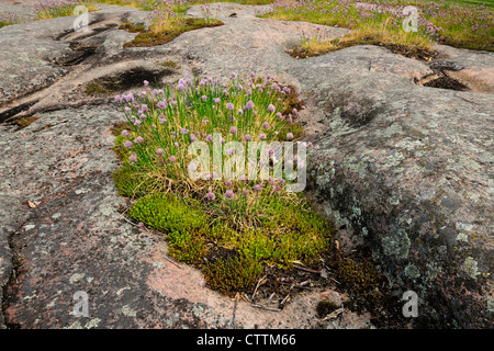 Wilden Schnittlauch (Allium Schoenoprasum) Blüte im Felsen, Kingston Mühlen, Ontario, Kanada Stockfoto