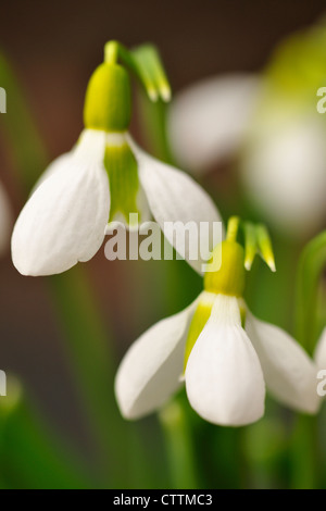 Schneeglöckchen (Galanthus) Blumen Greater Sudbury, Ontario, Kanada Stockfoto