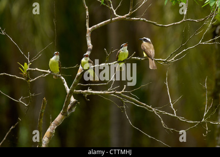 Juvenile große Kiskadees bettelt um Essen Stockfoto