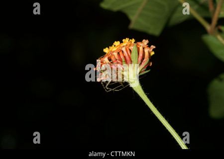 Oxyopes Salticus gestreiften Luchs Spinne Stockfoto