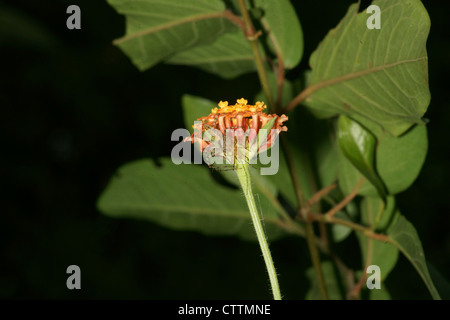 Oxyopes Salticus gestreiften Luchs Spinne Stockfoto