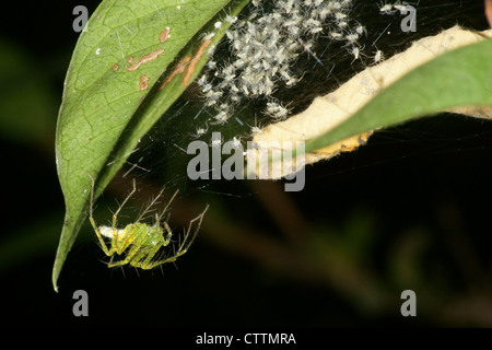 Green lynx Spider mit jungen Schlüpflinge auf Blatt ei Sac Stockfoto