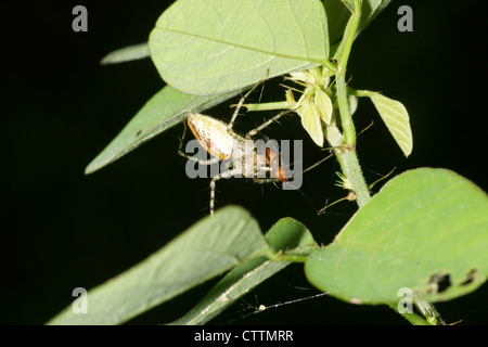 Oxyopes Salticus gestreiften Luchs Spinne mit Beute auf Blatt Stockfoto