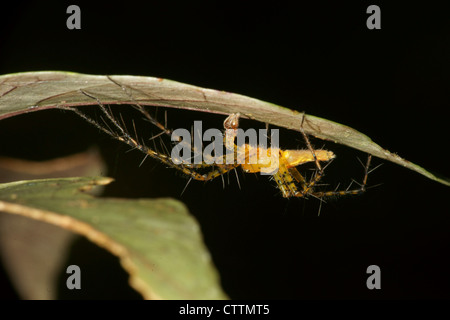 Oxyopes Variabilis gelbe Luchs Spinne auf Blatt Jagd Beute Stockfoto