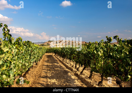 Weinberg im Herbst. La Rioja.Spain. Stockfoto