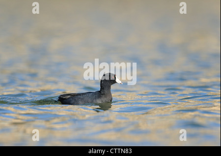 Amerikanisches Blässhuhn (Fulica Americana), Texas Stockfoto