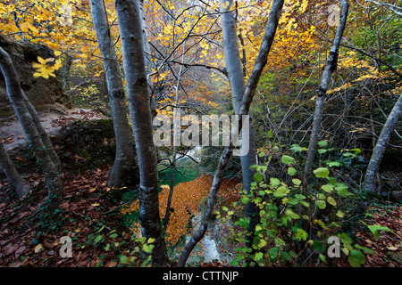 Europäische Buchenwälder im Herbst (Nordspanien) Stockfoto