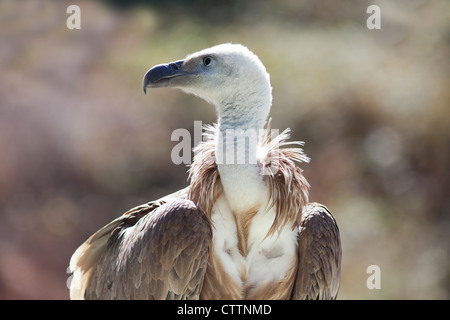 Griffon Geier .Gyps fulvus Stockfoto