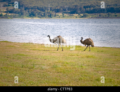 Emus (Dromaius Novaehollandiae) neben Blowering Dam, Snowy Mountains, New South Wales, Australien Stockfoto