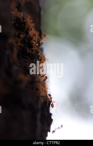 rote Ameisen auf dem Baum Stockfoto