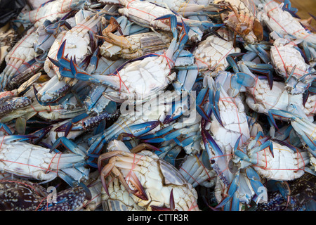 Krabben auf Marktstand in Kota Kinabalu, Sabah, Borneo Malaysia angezeigt Stockfoto