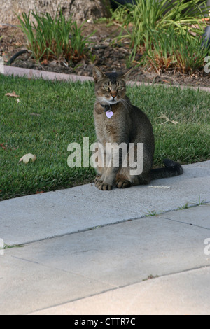 Dieses Bild zeigt eine graue und schwarze Hauskatze sitzt auf einer konkreten Einfahrt neben einer Rasenfläche. Stockfoto