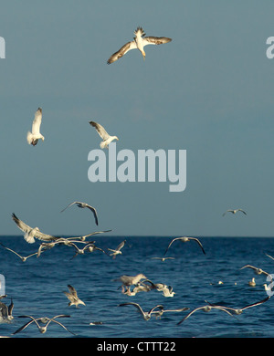 Basstölpel Morus Bassanus Tauchen in Meer unter Fütterung Möwe am Meer in Weymouth Bucht dorset Stockfoto