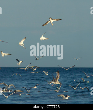 Basstölpel Morus Bassanus Tauchen in Meer unter Fütterung Möwe am Meer in Weymouth Bucht dorset Stockfoto