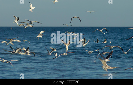 Basstölpel Morus Bassanus Tauchen in Meer unter Fütterung Möwe am Meer in Weymouth Bucht dorset Stockfoto