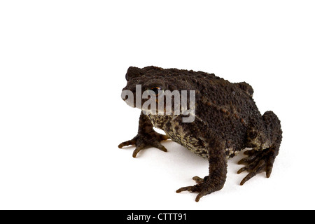 Bufo Bufo, gemeinsame Kröte, auch bekannt als Europäische Kröte auf weißem Hintergrund. Stockfoto