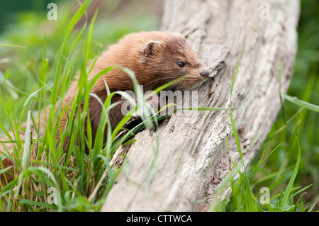 Amerikanischer Nerz (Neovison Vison) Stockfoto