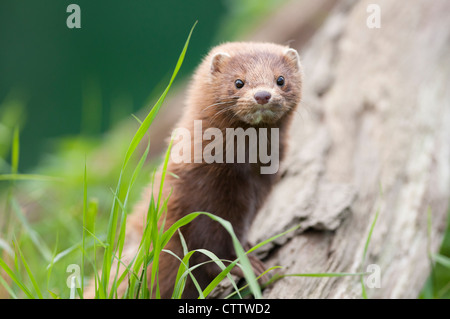 Amerikanischer Nerz (Neovison Vison) Stockfoto