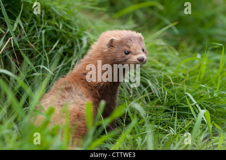 Amerikanischer Nerz (Neovison Vison) Stockfoto