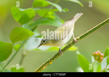 Tennessee Warbler Vermivora Peregrina South Padre Island, Texas. USA BI022433 Stockfoto