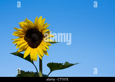 Helianthus Annuus. Eine einzelne Sonnenblume vor blauem Himmel. Stockfoto