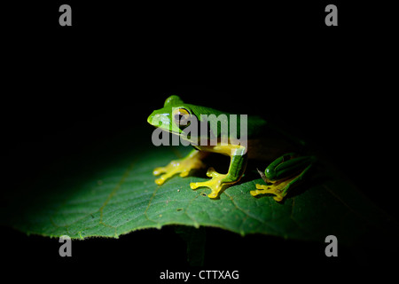 Malabar gleiten Frosch in Anaimalai Tiger Reserve, Indien Stockfoto