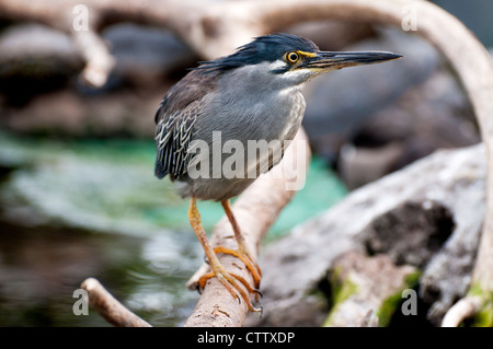 Schuss von einem gekerbten Reiher hautnah Stockfoto